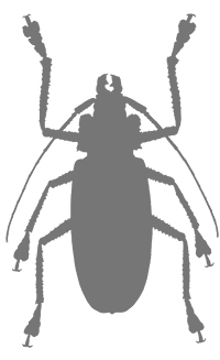 Иллюстрация к книге — Фабр. Королева жуков [i_026.jpg]