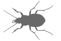 Иллюстрация к книге — Фабр. Королева жуков [i_028.jpg]