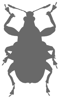 Иллюстрация к книге — Фабр. Королева жуков [i_033.jpg]