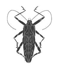 Иллюстрация к книге — Фабр. Королева жуков [i_037.jpg]