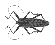 Иллюстрация к книге — Битва жуков [i_003.jpg]