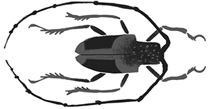 Иллюстрация к книге — Битва жуков [i_021.jpg]