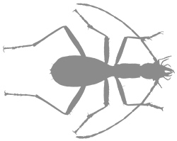 Иллюстрация к книге — Битва жуков [i_032.jpg]