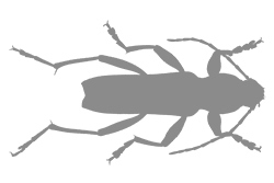 Иллюстрация к книге — Битва жуков [i_037.jpg]