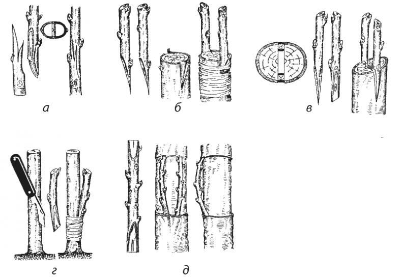 Иллюстрация к книге — Как обустроить сад и зарабатывать на нем [i_004.jpg]