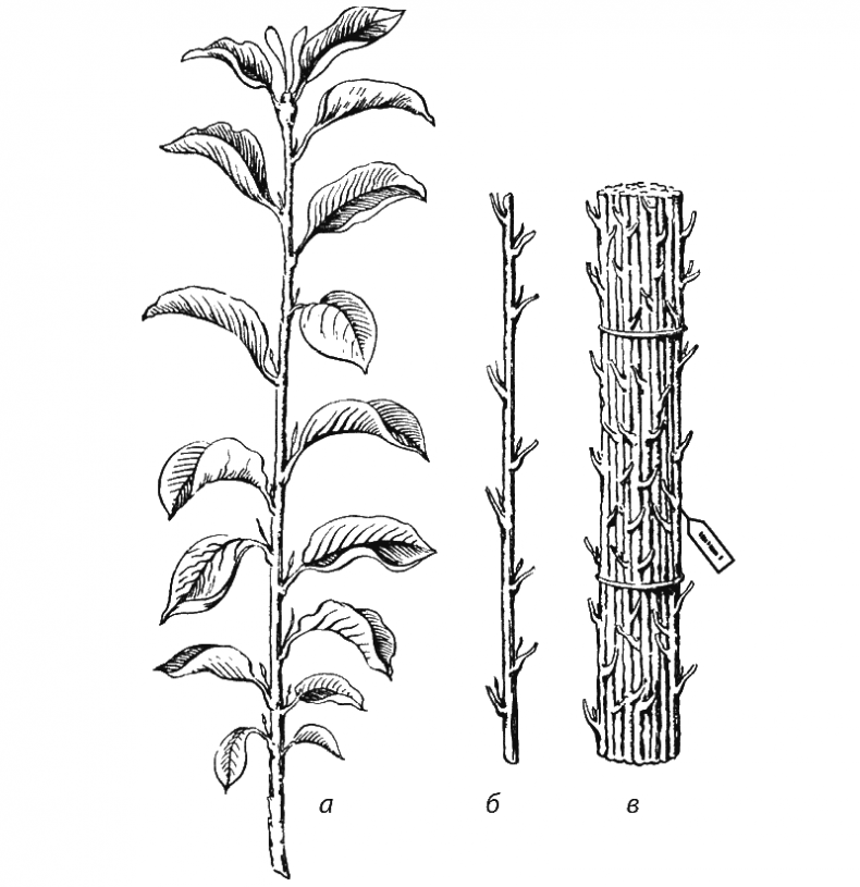 Иллюстрация к книге — Как обустроить сад и зарабатывать на нем [i_005.jpg]