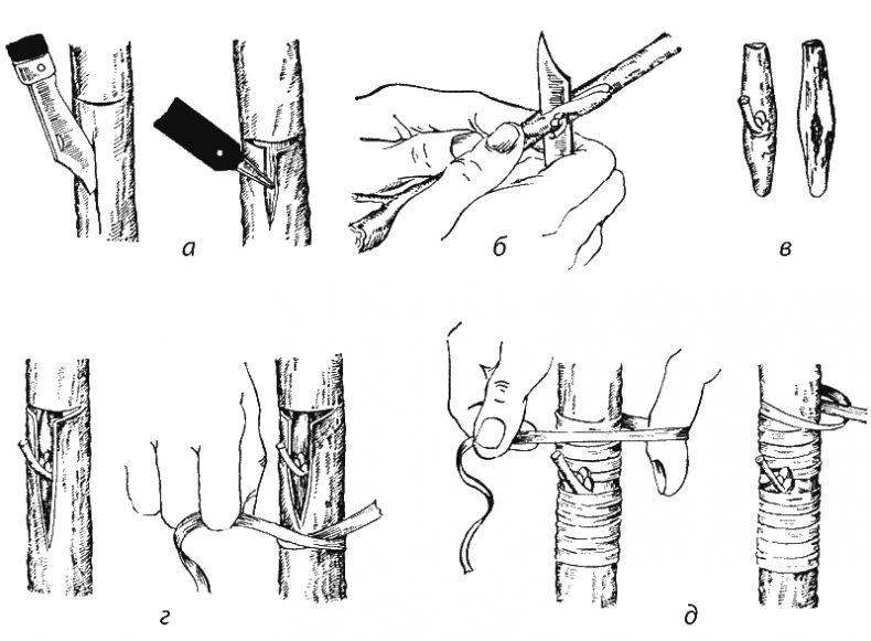 Иллюстрация к книге — Как обустроить сад и зарабатывать на нем [i_006.jpg]