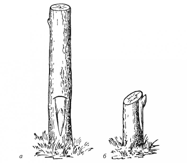 Иллюстрация к книге — Как обустроить сад и зарабатывать на нем [i_007.jpg]