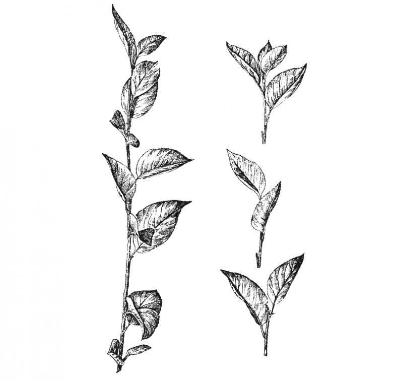 Иллюстрация к книге — Как обустроить сад и зарабатывать на нем [i_011.jpg]