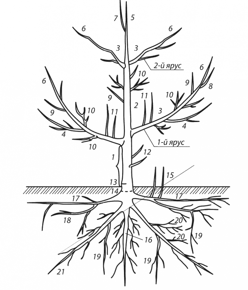 Иллюстрация к книге — Как обустроить сад и зарабатывать на нем [i_017.jpg]