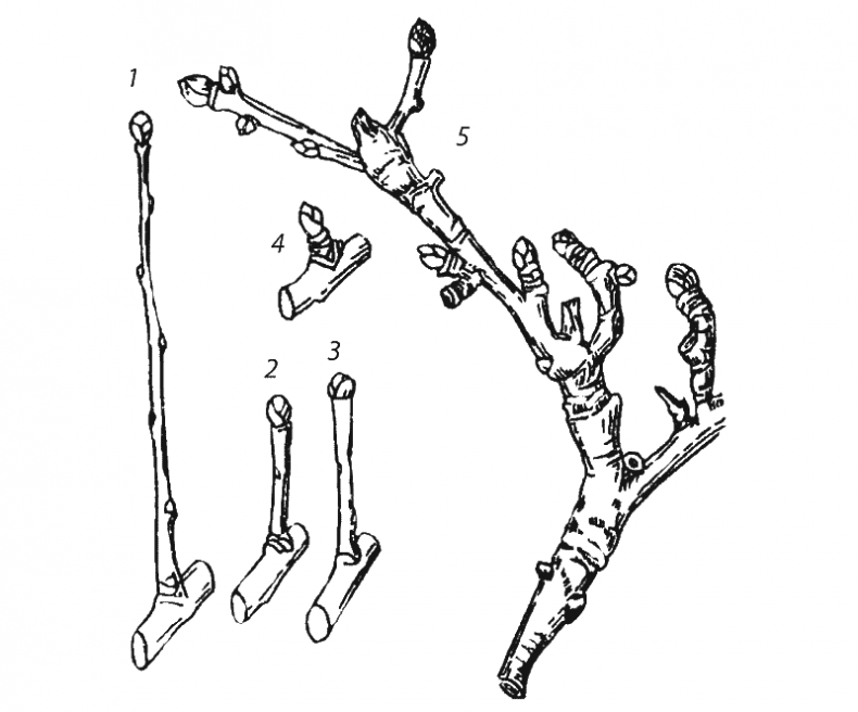 Иллюстрация к книге — Как обустроить сад и зарабатывать на нем [i_018.jpg]