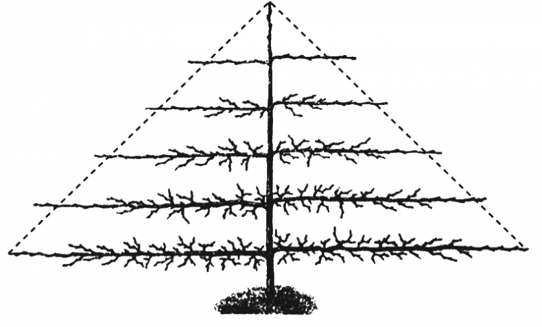 Иллюстрация к книге — Как обустроить сад и зарабатывать на нем [i_023.jpg]