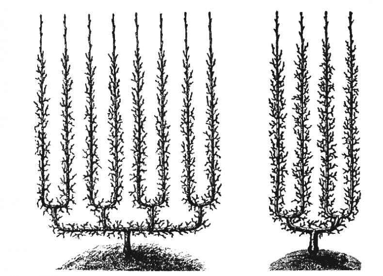 Иллюстрация к книге — Как обустроить сад и зарабатывать на нем [i_024.jpg]