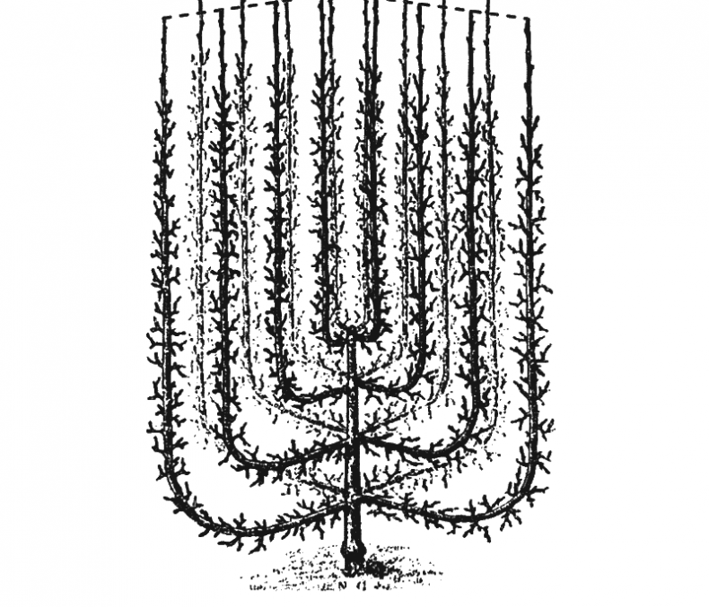 Иллюстрация к книге — Как обустроить сад и зарабатывать на нем [i_029.jpg]
