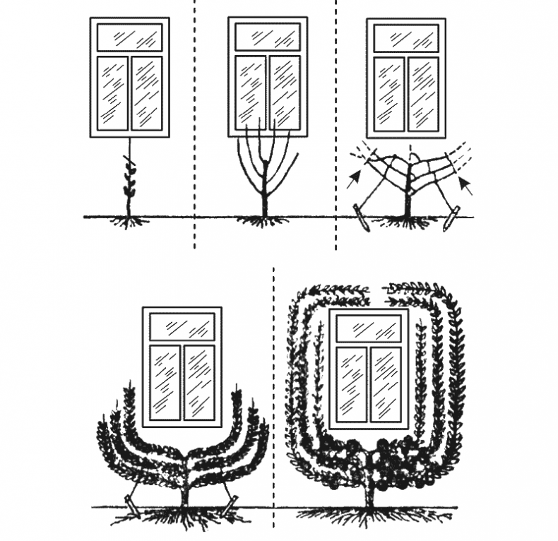 Иллюстрация к книге — Как обустроить сад и зарабатывать на нем [i_032.jpg]