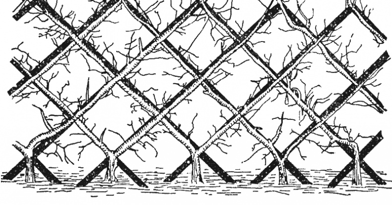 Иллюстрация к книге — Как обустроить сад и зарабатывать на нем [i_033.jpg]