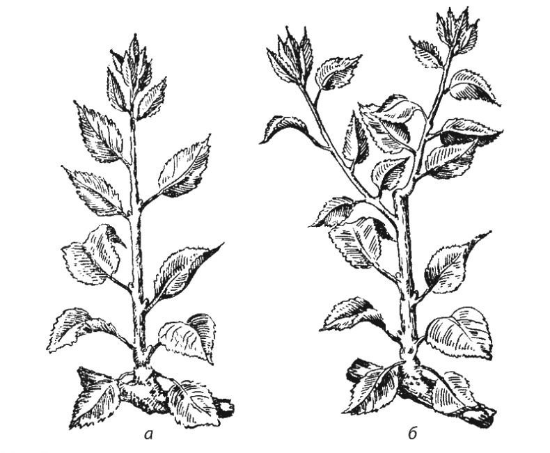 Иллюстрация к книге — Как обустроить сад и зарабатывать на нем [i_036.jpg]