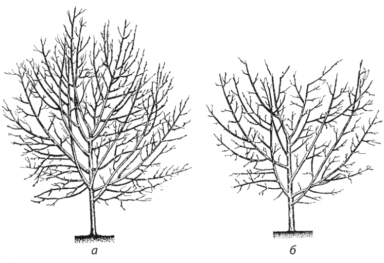 Иллюстрация к книге — Как обустроить сад и зарабатывать на нем [i_037.jpg]