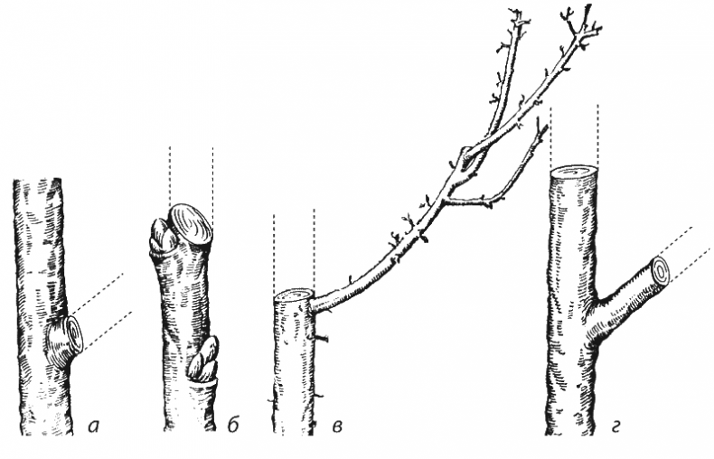 Иллюстрация к книге — Как обустроить сад и зарабатывать на нем [i_038.jpg]