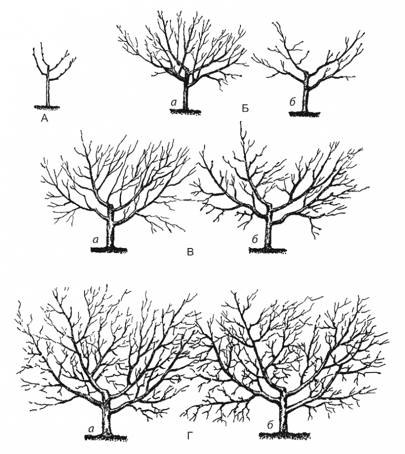 Иллюстрация к книге — Как обустроить сад и зарабатывать на нем [i_040.jpg]