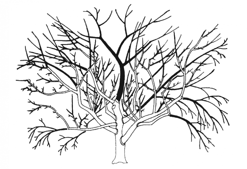 Иллюстрация к книге — Как обустроить сад и зарабатывать на нем [i_044.jpg]