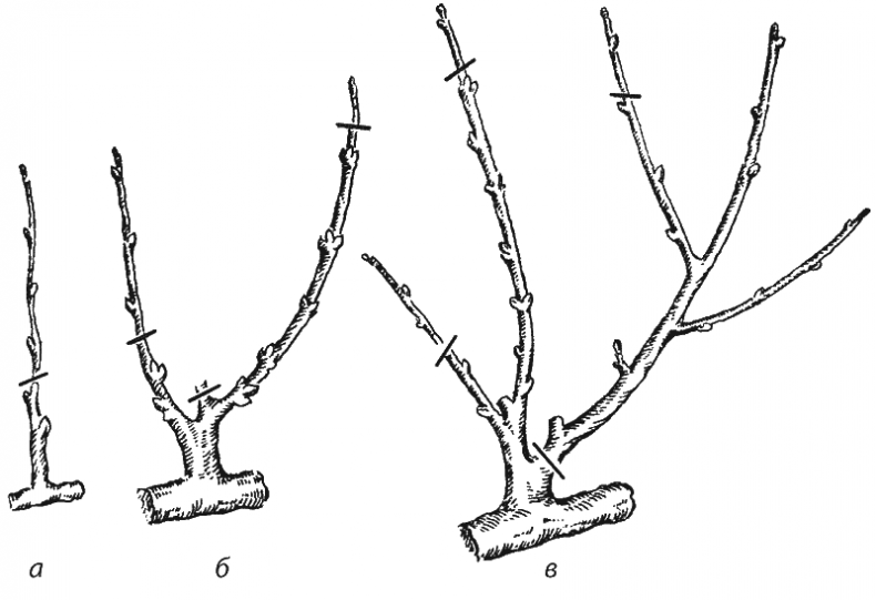 Иллюстрация к книге — Как обустроить сад и зарабатывать на нем [i_045.jpg]