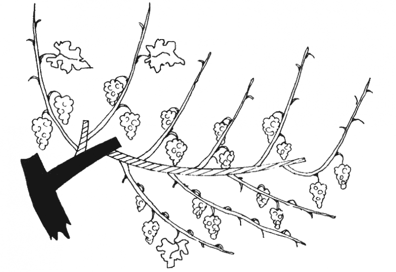 Иллюстрация к книге — Как обустроить сад и зарабатывать на нем [i_046.jpg]