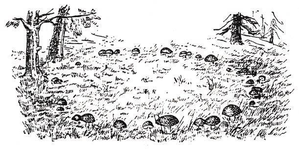 Иллюстрация к книге — Мистерии Мухомора [i_017.jpg]