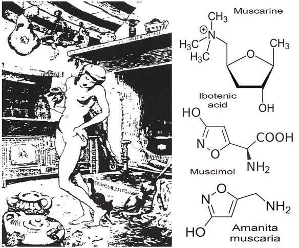 Иллюстрация к книге — Мистерии Мухомора [i_020.jpg]