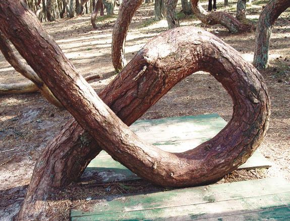 Иллюстрация к книге — Мистерии Мухомора [i_148.jpg]