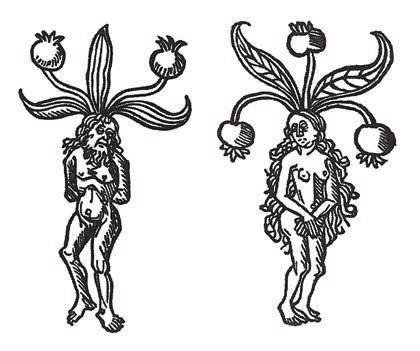 Иллюстрация к книге — Мистерии Мухомора [i_149.jpg]