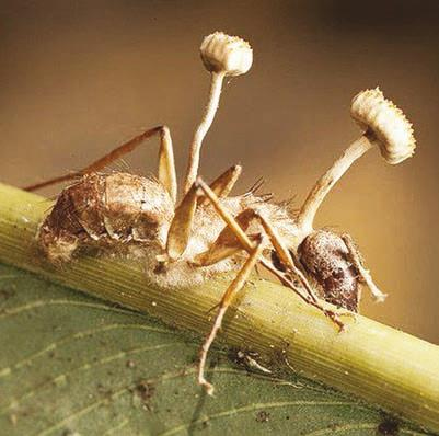 Иллюстрация к книге — Мистерии Мухомора [i_151.jpg]