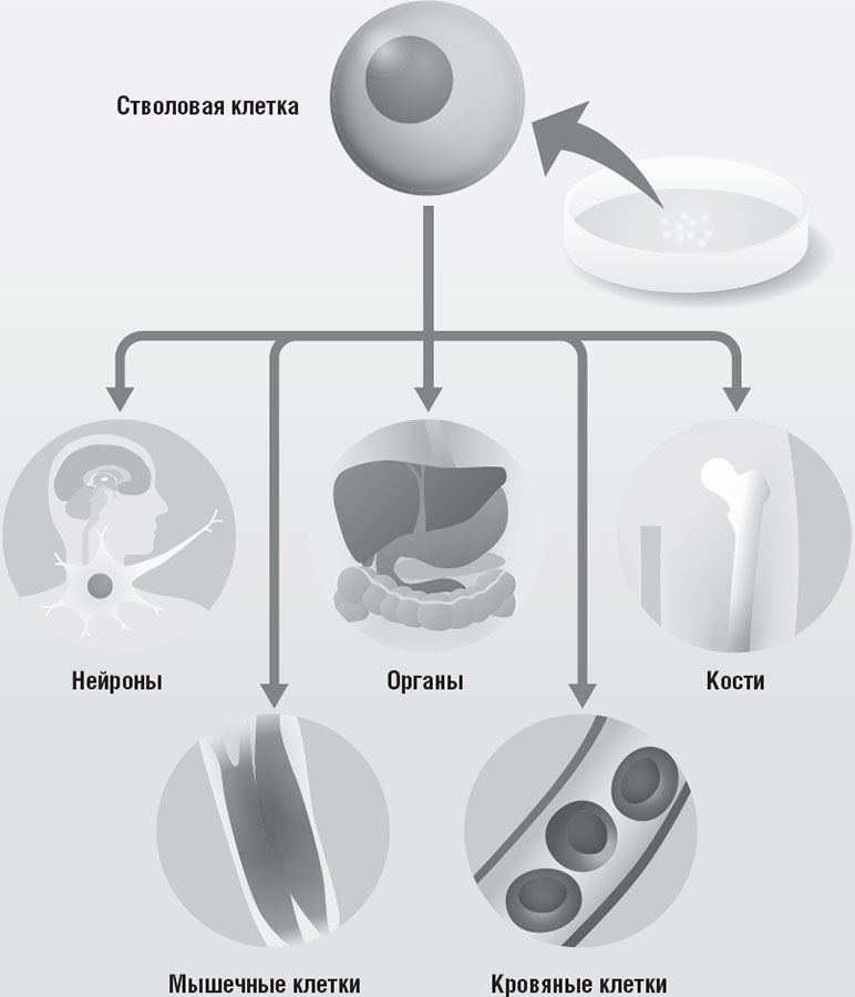 Иллюстрация к книге — 99 секретов биологии [i_004.jpg]
