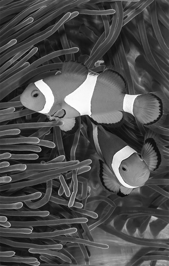 Иллюстрация к книге — 99 секретов биологии [i_005.jpg]