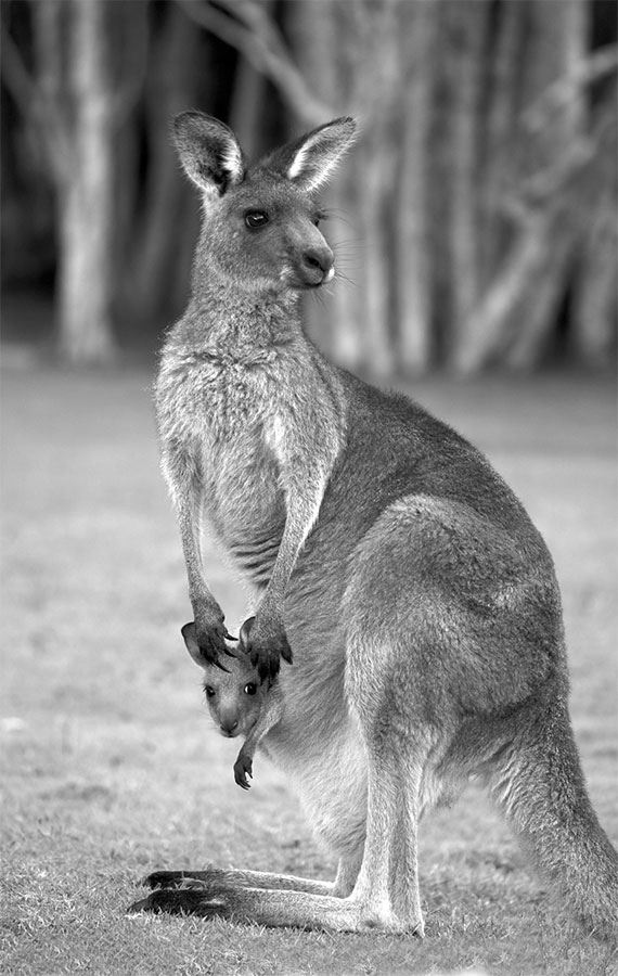 Иллюстрация к книге — 99 секретов биологии [i_019.jpg]