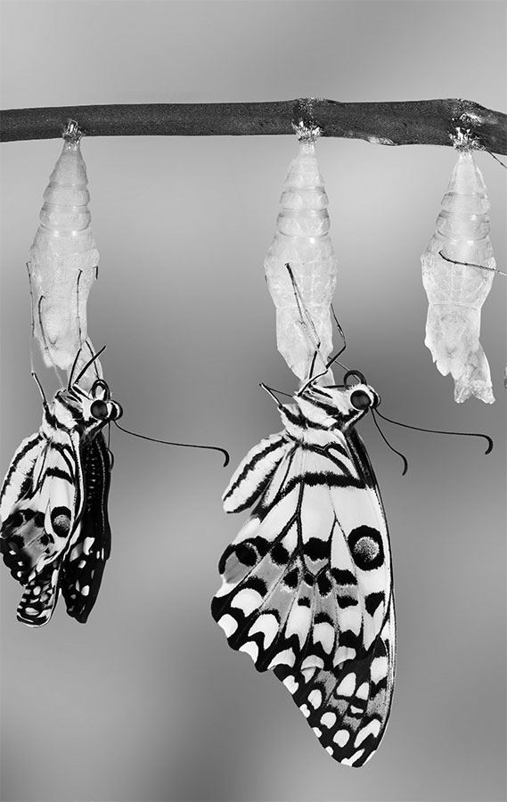 Иллюстрация к книге — 99 секретов биологии [i_021.jpg]