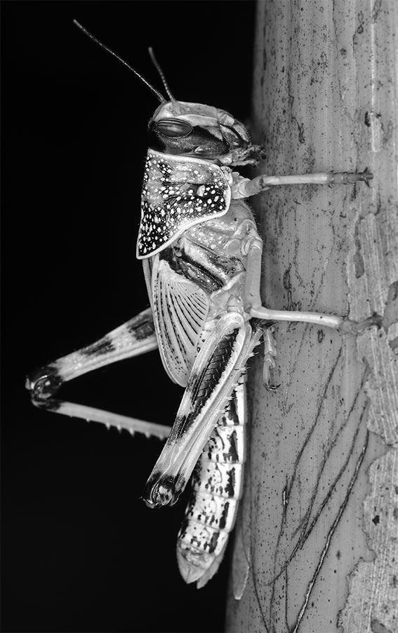 Иллюстрация к книге — 99 секретов биологии [i_024.jpg]