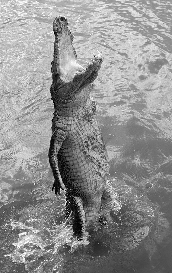 Иллюстрация к книге — 99 секретов биологии [i_026.jpg]