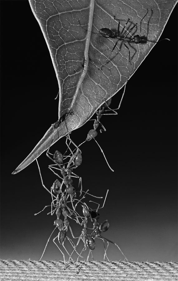 Иллюстрация к книге — 99 секретов биологии [i_027.jpg]