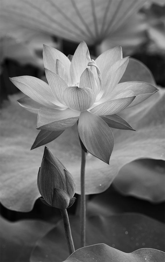 Иллюстрация к книге — 99 секретов биологии [i_030.jpg]