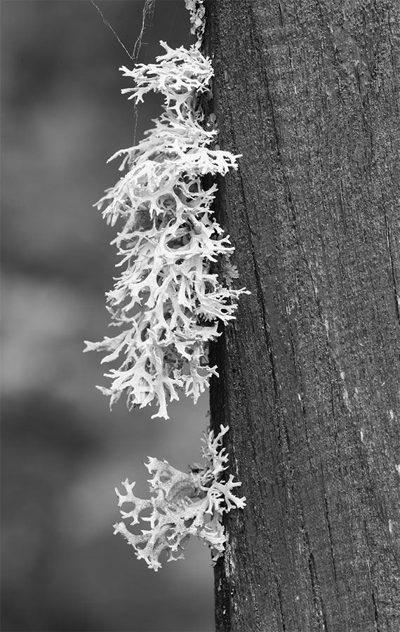 Иллюстрация к книге — 99 секретов биологии [i_034.jpg]