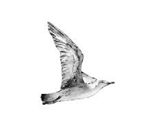 Иллюстрация к книге — На берегах Босфора. Стамбул в рецептах, историях и криках чаек [i_029.jpg]