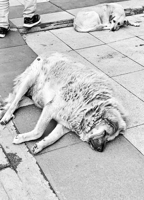 Иллюстрация к книге — На берегах Босфора. Стамбул в рецептах, историях и криках чаек [i_067.jpg]