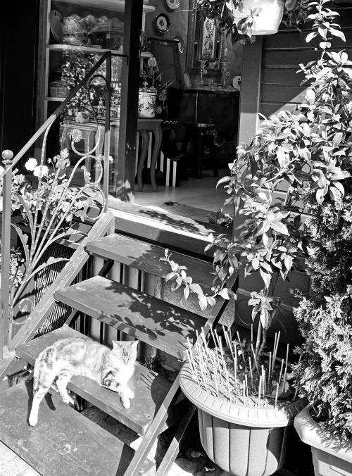 Иллюстрация к книге — На берегах Босфора. Стамбул в рецептах, историях и криках чаек [i_086.jpg]