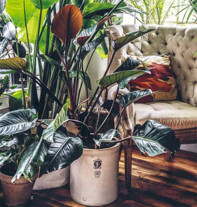 Иллюстрация к книге — Wild at home. Как превратить свой дом в зеленый рай [i_002.jpg]