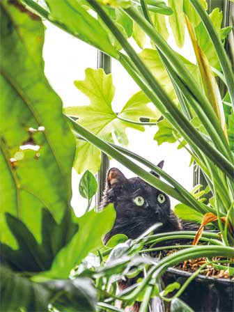 Иллюстрация к книге — Wild at home. Как превратить свой дом в зеленый рай [i_005.jpg]