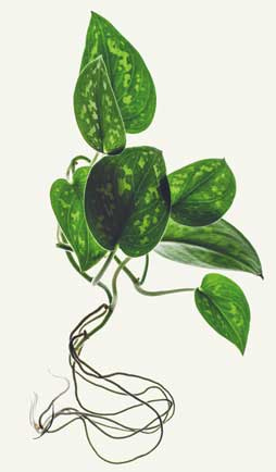 Иллюстрация к книге — Wild at home. Как превратить свой дом в зеленый рай [i_009.jpg]