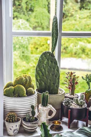 Иллюстрация к книге — Wild at home. Как превратить свой дом в зеленый рай [i_031.jpg]