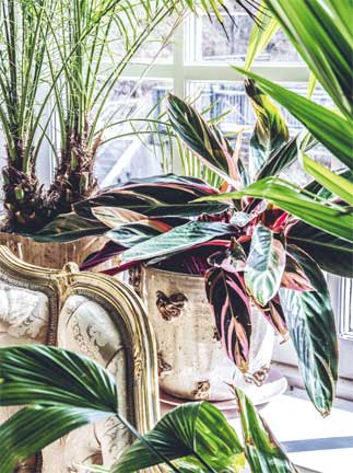 Иллюстрация к книге — Wild at home. Как превратить свой дом в зеленый рай [i_037.jpg]