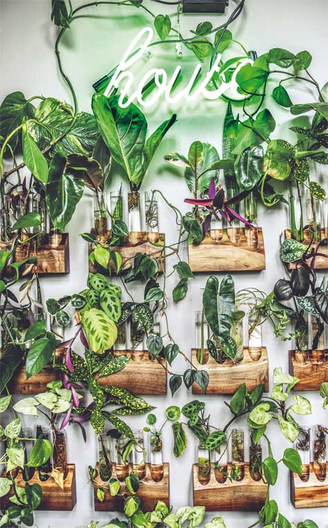 Иллюстрация к книге — Wild at home. Как превратить свой дом в зеленый рай [i_049.jpg]